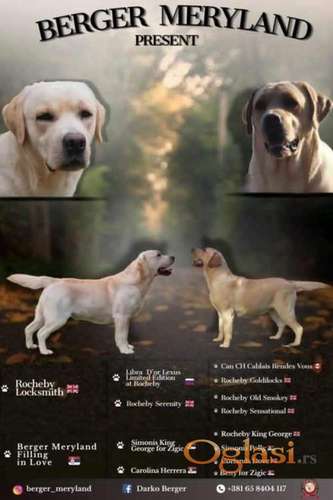 Stenci LABRADOR retrivera